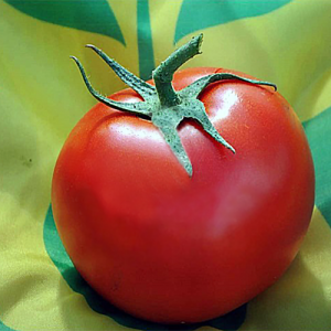 Немезіс F1 - томат індетермінатний, Yuksel Seed (Юксел Сід) Туреччина фото, цiна